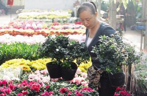 天津年产鲜花超200万盆 花卉市场居家消费占三成