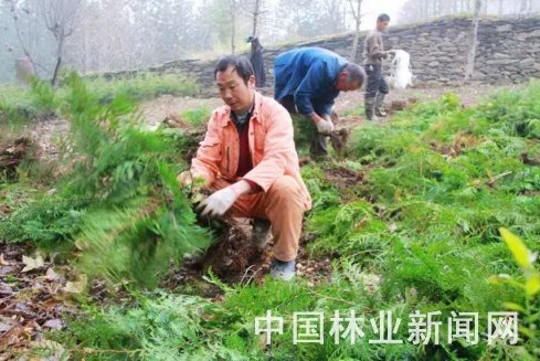 九华山林场职工全照学带领两名工人在苗圃里给苗木分级、包装，准备外运