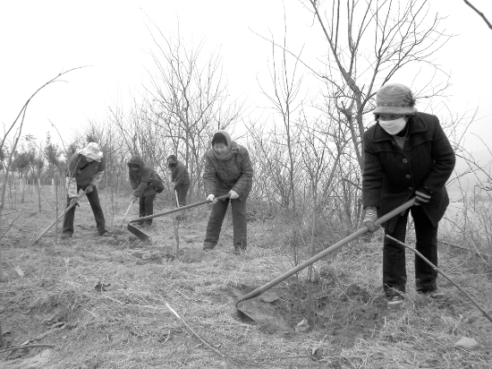 12月11日，在三门峡黄河文化公园，几名绿化工人冒着严寒对公园内景观树根部进行填土掩埋。