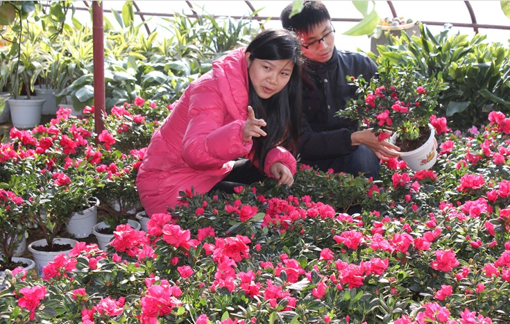 12月23日大棚花卉一角