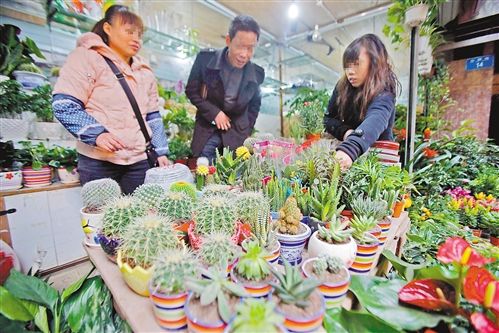 家中栽种植物并非越多越好