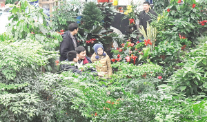 辽宁：圣诞元旦渐近 花市销售渐火