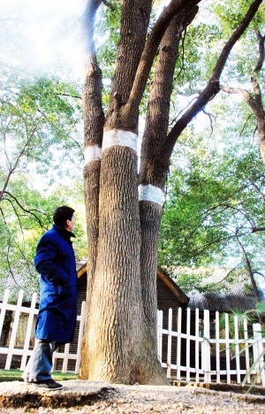 2010年采取“刮皮疗伤，缠上绷带”，救治蜀冈西峰香樟树的情形，当年这棵香樟树遭到红蜘蛛和白蚁伤害。