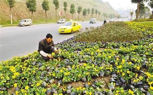 重庆：鲜花扮靓嘉华大桥北延伸段绿化带