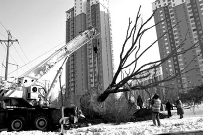 移栽大树建绿地
