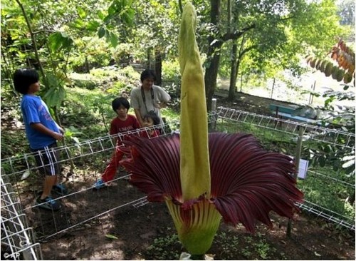 印尼植物园：泰坦魔芋盛开引关注