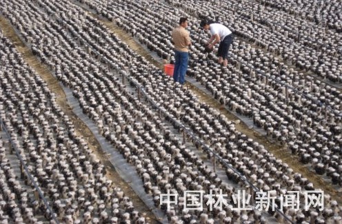 露水河林业局鼓励员工、群众从山上向山下转移，进行木耳种植，唱响兴林富民“协奏曲”，加速了林下经济发展节奏，加快了员工、群众增收致富的步伐。