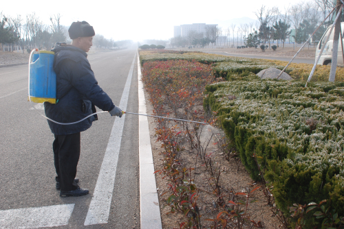 山东：石岛园林首次引进植物防冻液