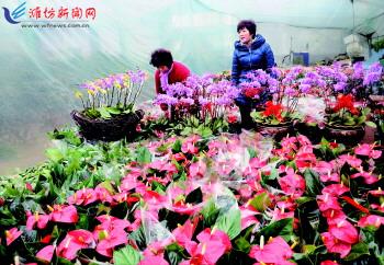 山东：青州提质增效加速发展花卉产业 