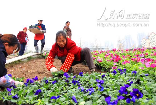 忠县园艺工人在该县忠州广场花台上摆放五颜六色的鲜花