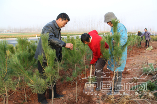 图为园林绿化人员正在高速公路连接线栽植黑松