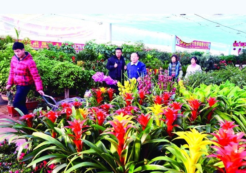 高新区杨桥花卉市场景色