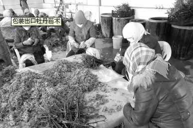 包装出口牡丹苗木
