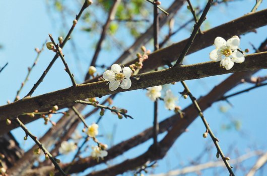 梅岭风景区梅花已陆续在枝头绽放。