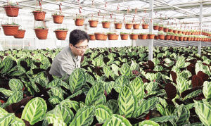 天津年产鲜花超200万盆 花卉市场居家消费占三成