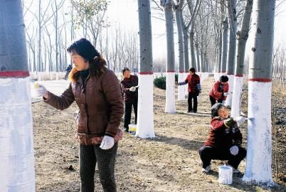 山西：夏县瑶峰镇大洋村确保树木安全越冬