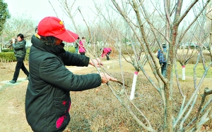 鹤壁市园林工人修剪忙（图）