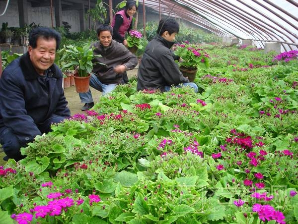 梁山大棚花卉