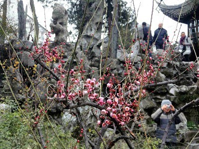 苏州：雨水时节梅花艳