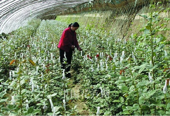 鲜花“待字闺中”