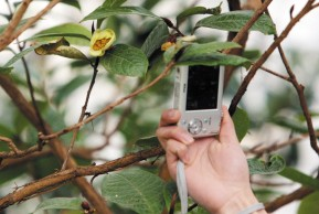 “植物界大熊猫”金花茶