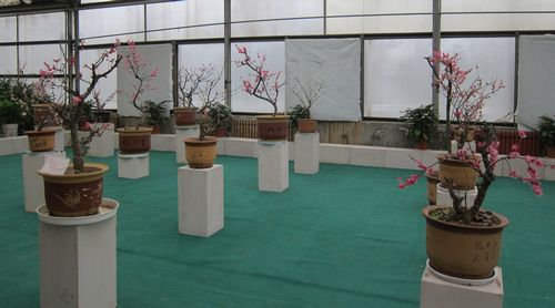 西安植物园梅花报春 200余盆梅花盛装迎宾