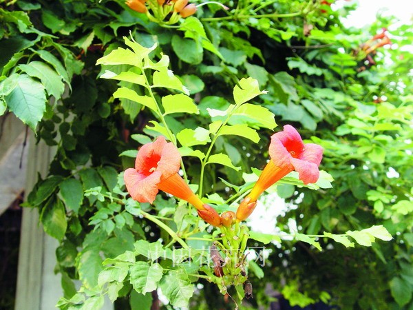 凌霄的花