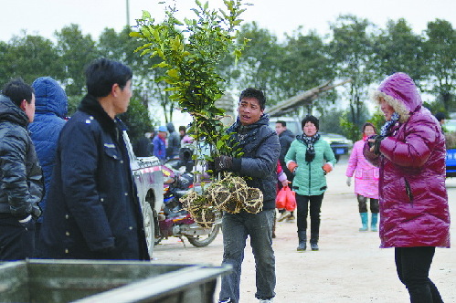 浙江澧浦苗木城：开春苗木交易忙 