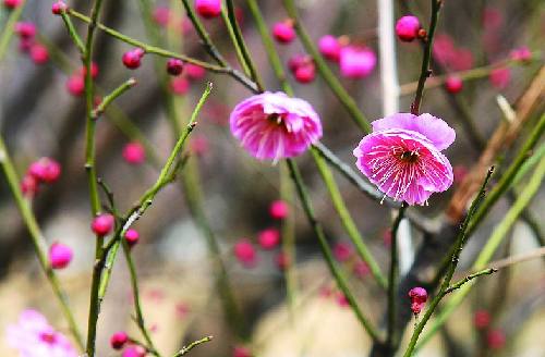 梅花