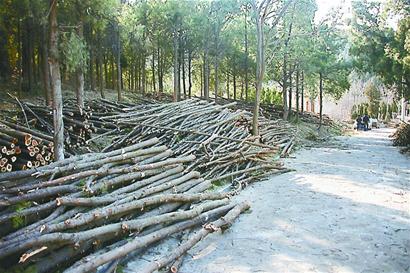 在旅游路开元隧道附近的平顶山脚下，存放了大量从附近山上砍伐的柏树