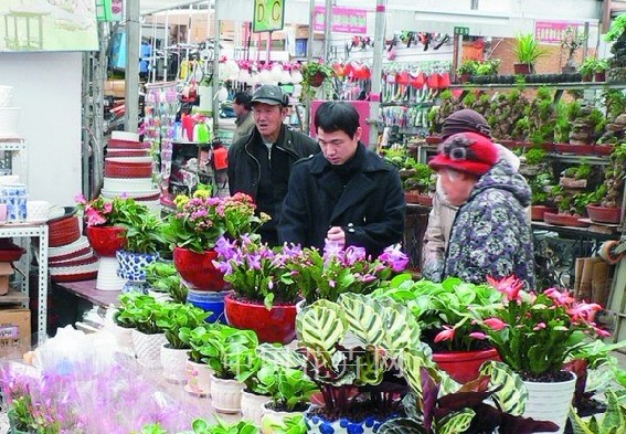 北京花市小盆栽热销 