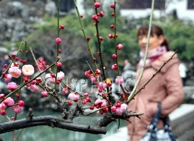 苏州：雨水时节梅花艳