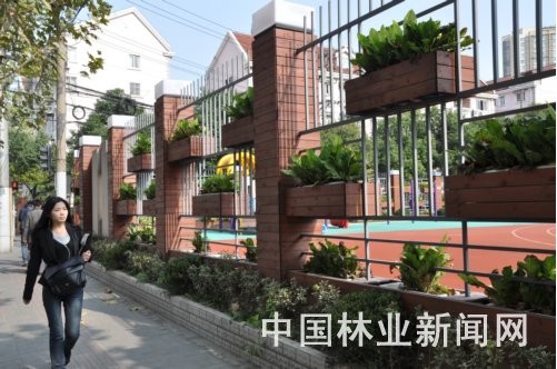 围墙“窗式”绿化一角