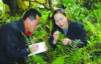 夫妻二人正在野外考察，记录蕨类植物