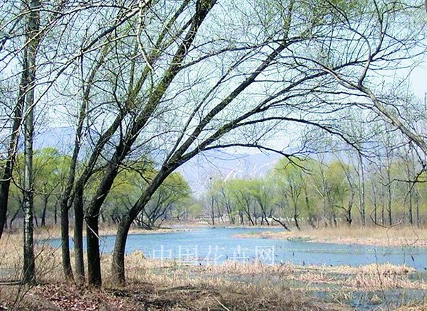 北京翠湖湿地植物景观年内塑就