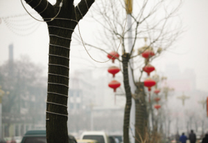 被景观灯圈圈缠绕的行道树
