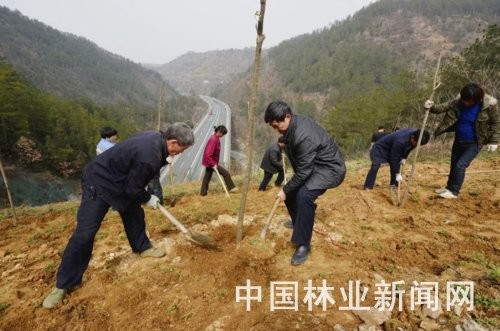 工人正在福银高速公路十堰市张湾段公路两旁栽植女贞