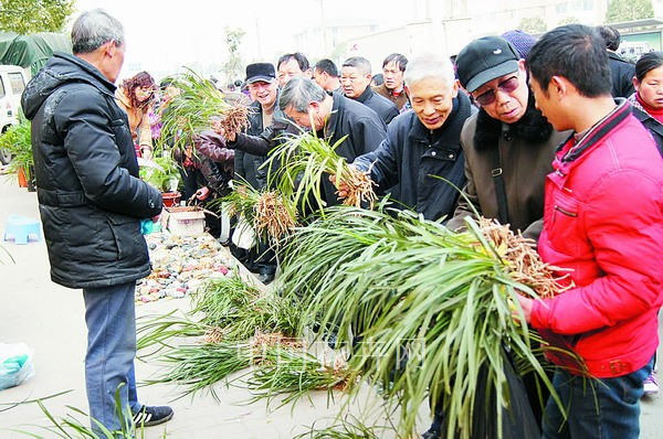 顾客正在选购春兰