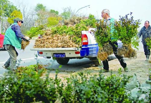 工人正在补植补种