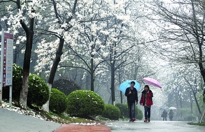 玉兰大道，一阵风后，白色花瓣落满地