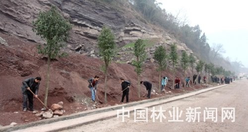 栽植香樟树