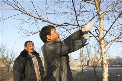 月23日，昌平大东流苗圃，工人正在修剪树枝