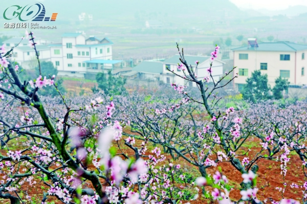 永乐桃花姗姗来迟 雨中初开