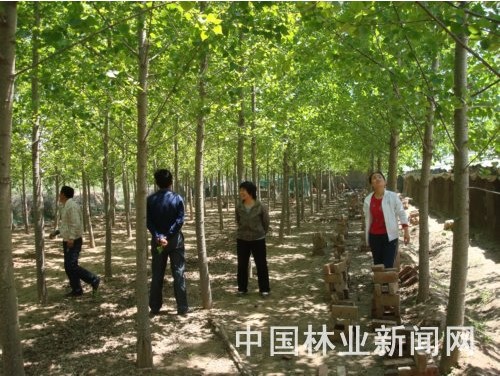 70后黎宁（右一）深入林农林地查看美国白蛾发生情况