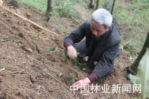 雅瑶乡农民赵大勉在南竹林下种植草珊瑚