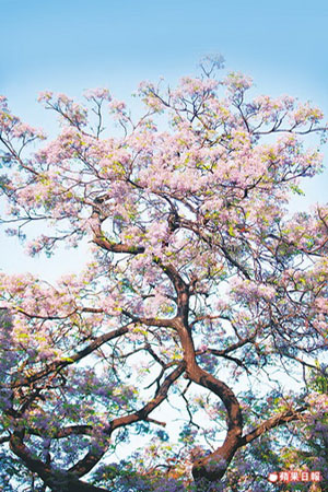 台湾：行道树繁花盛宴 台南城市中心最绝美的春天印象