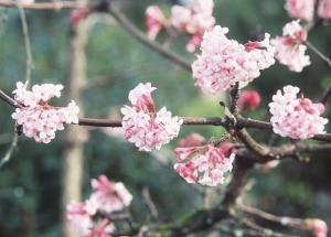 扬州：这些“琼花亲戚”您见过吗？ 不少是从国外新引进