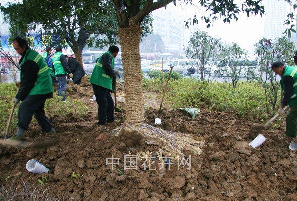 武汉市:给新栽大树安插排水管