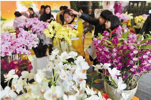 花木展：一盆鲜花卖六千