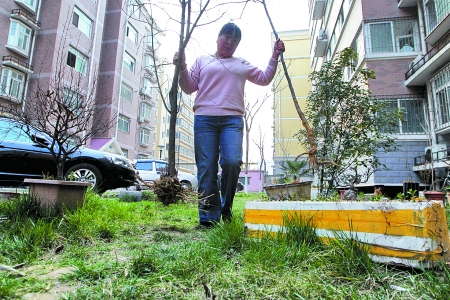 物业将小区绿地之树连根拔除